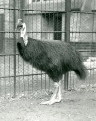 Ein nördlicher Kasuar im Londoner Zoo, Oktober 1914